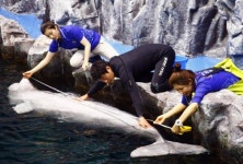 한화 H&R, 바다의 날 기념 해양동물 건강검진