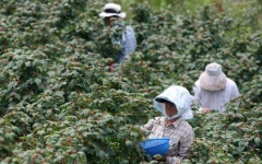 새콤 달콤 산딸기 맛보러 포항 장기면으로 오세요