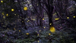 반딧불이, 곶자왈의 밤 수놓다