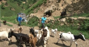 산골 염소목장 부부의 알콩달콩 로맨스