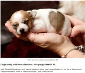 Love Me…몸에 하트 달고 태어난 강아지 화제