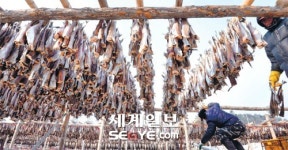 명품 황태를 위해