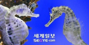 청마의 해… 우리와 함께하는 말!말!말!
