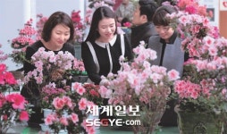 서둘러 온 봄 ‘철쭉의 유혹’