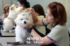머리 손질하고 치료 받고… “반려동물은 가족이자 친구”