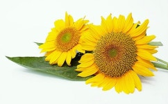 자연 속 수학적 현상을 STEAM 교수법으로 지도