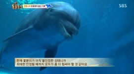 ‘동물농장’ 돌고래 꽃분이, 출산 후 새끼 사망 ‘슬픔’