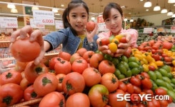 [포토] 롯데마트, 토마토 할인 판매