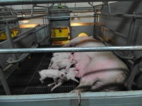 농축산검역본부, 제1호 동물복지 양돈농장 인증