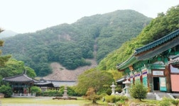 치유의 소나무숲 … 비단처럼 아름다운 금강