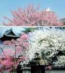 고종 어보 찾아온 조창수를 아시나요