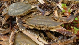 니들이 게맛을 알아?…대형마트, 꽃게 10원 전쟁 점화