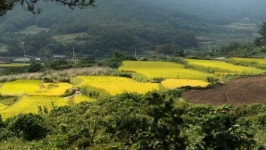 [여행] ‘슬로 시티’ 청산도에 내려앉은 가을