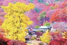 울긋불긋 가을산이 나를 부르네