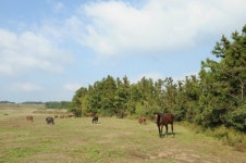 [여행] 내 마음의 힐링 … ‘한국의 세렝게티’