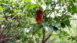 영암 월출산에 ‘황금 박쥐’ 출현