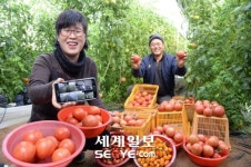 스마트폰으로 재배한 토마토 “싱싱해요”