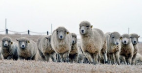 한국인 54% 2014년 행복했다