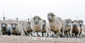 순한 양처럼 평화로운 한해 되길…