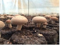 “표고 톱밥재배용 신품종 산조711호 개발”