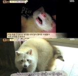 동물농장 라쿤 짝짹이, 알비노라는 이유로 가족에 외면…
