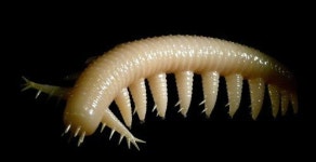 아이쉐아이아 뜻, 애벌레와 유사…흉측한 겉모습 보니