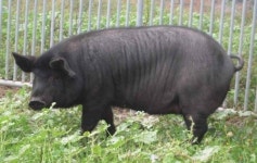 제주 ‘똥돼지’, 천연기념물 됐다