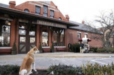 80년 만에 주인 만난 하치 이야기