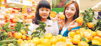 “돌빌레 진귤 맛보세요”