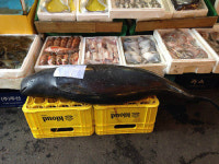 멸종위기 토종 돌고래 상괭이, 서울 재래시장에 버젓이…