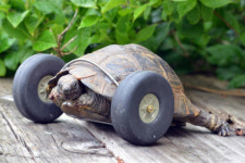 ‘행복한 거북이‘ 우리 주인과 만나 행복합니다.
