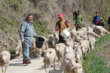 강원도 정선에 양떼목장 생겼다