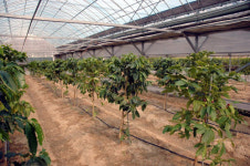 강원대 커피 재배·연구 힘 쏟는다