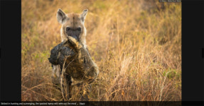 오늘은 내가 승자다!…암사자 머리 문 하이에나