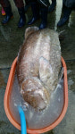 ‘전설의 심해어’ 대형 돗돔 경북 영덕서 잡혀