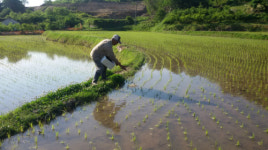 포항시, 친환경 쌀 생산단지에 ‘우렁이 농법’ 활용