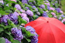 日 비 오는 날 특별한 서비스