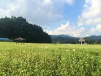 ‘메밀꽃 필 무렵’ 봉평에 가고 싶다