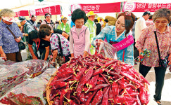 영양고추 핫 페스티벌