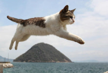 일본 세토우치 고양이 마을