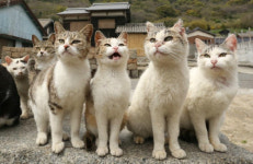 일본 세토우치 고양이 마을