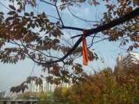 [다같이돌자 서울둘레길] 제7-1코스 봉산·앵봉산 코스 (14)