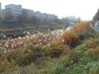 [다같이돌자 서울둘레길] 제7-1코스 봉산·앵봉산 코스 (14)