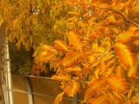 [다같이돌자 서울둘레길] 제7-1코스 봉산·앵봉산 코스 (14)