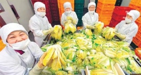 “거창 고랭지 절임배추 맛보세요”