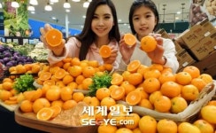 [포토] 제주산 황토밭 감귤 맛보세요