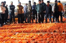 [여행] 겨울보약 홍게 많이 드이소 울진 후포항으로 ‘珍味여행’