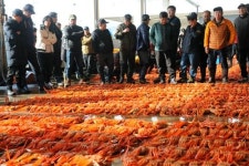 [여행] 겨울보약 홍게 많이 드이소 울진 후포항으로 ‘珍味여행’