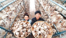 향긋한 표고버섯