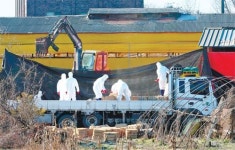 김제서 구제역… 돼지 670마리 긴급 살처분